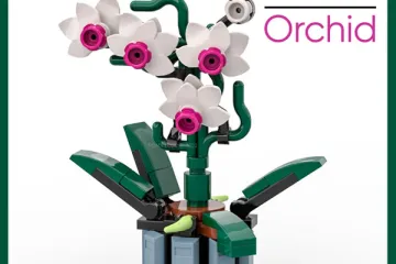 Orchidee