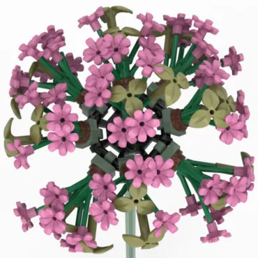 Levee de soleil rose