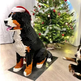 Grand bouvier bernois