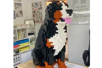 Chien de montagne bernois