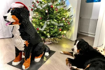 Grand bouvier bernois