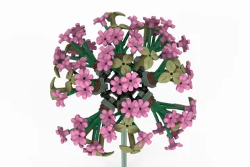 Levee de soleil rose