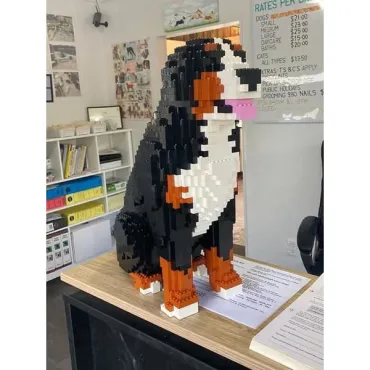 Chien de montagne bernois