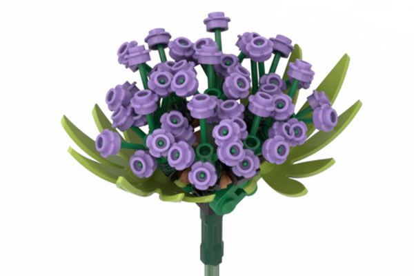 Verveine violette